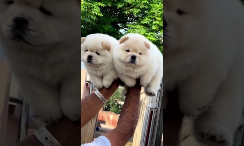 labrador cute puppies #youtubeshorts #shortsfeed #shorts #moreviews #viral