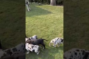 my cute greatdane dog with cute puppies #viral #greatdane #dog #viralshorts #trending #ytshorts