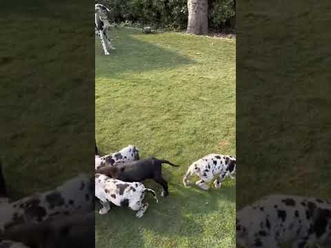 my cute greatdane dog with cute puppies #viral #greatdane #dog #viralshorts #trending #ytshorts