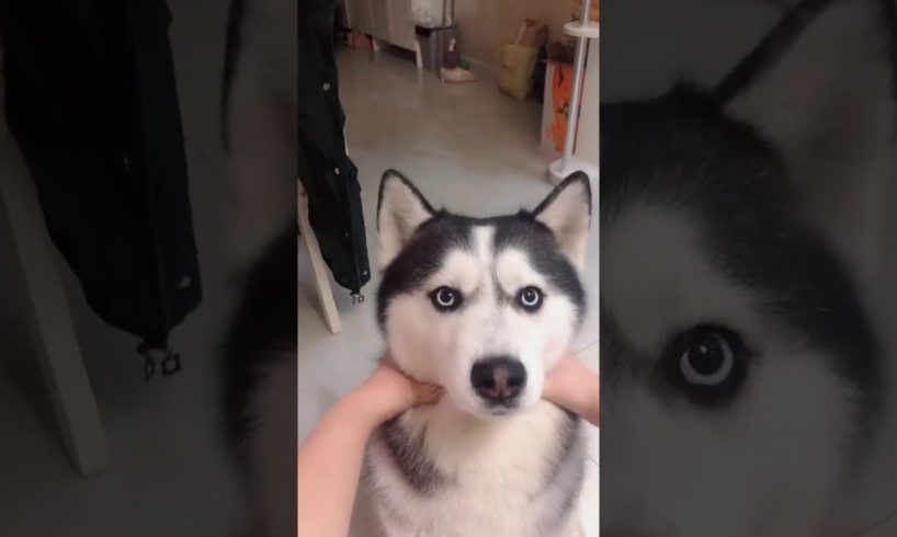 #play with husky , a small face becomes a big face #Cutest Animals Ever