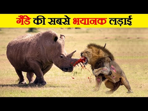 जानवरों की सबसे भयानक लड़ाई _ 10 Most Dangerous Wild Animal Fights