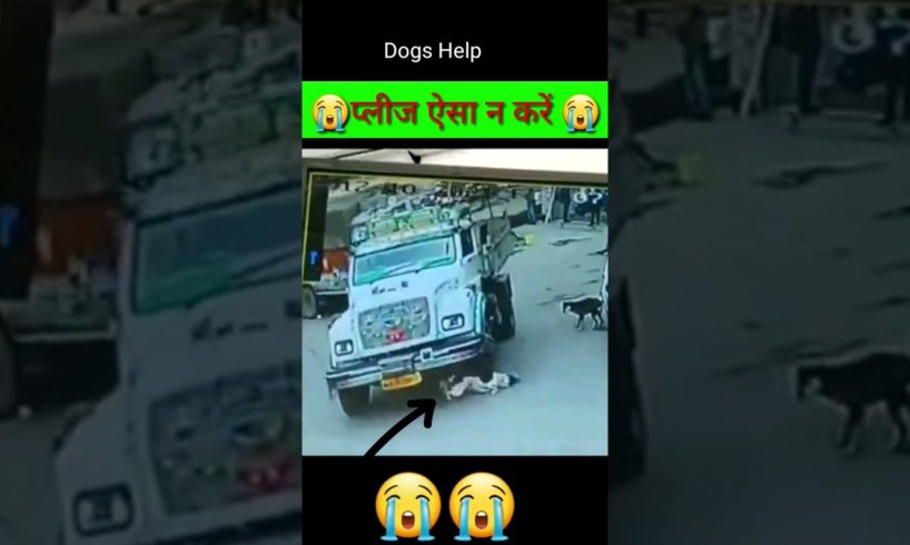 यें क्या हो गया कुते के साथ 😭 dogs accident #dog