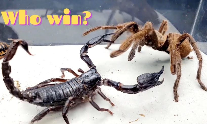 10 CRAZIEST INSECT FIGHTS CAUGHT ON CAMERA OF INSECT STORIES