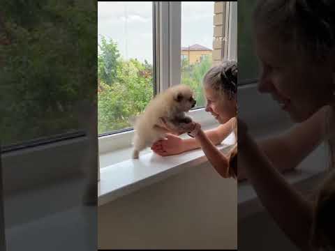 2 minutes of the World's CUTEST Puppies!