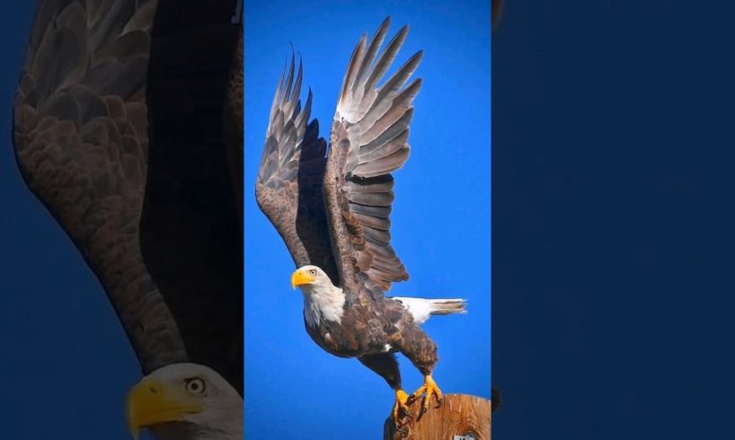 2023 Eagle and 5000bce Eagle #animals #goldeneagle #shortvideo