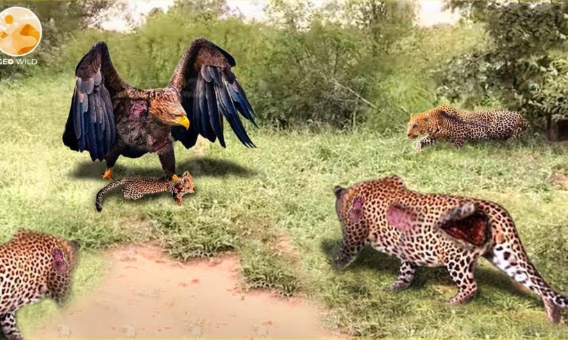 30 Moments Eagle Attacked Cub Before Mother Leopard Arrived, What Happens Next? | Animal Fighting