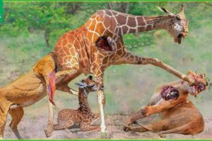 30 Moments The Lion Endured A Kick From The Mother Giraffe | Animal Fight