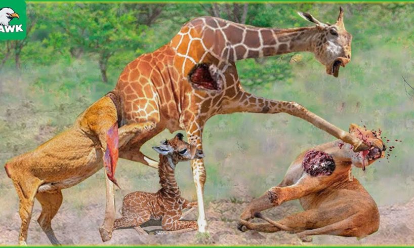 30 Moments The Lion Endured A Kick From The Mother Giraffe | Animal Fight