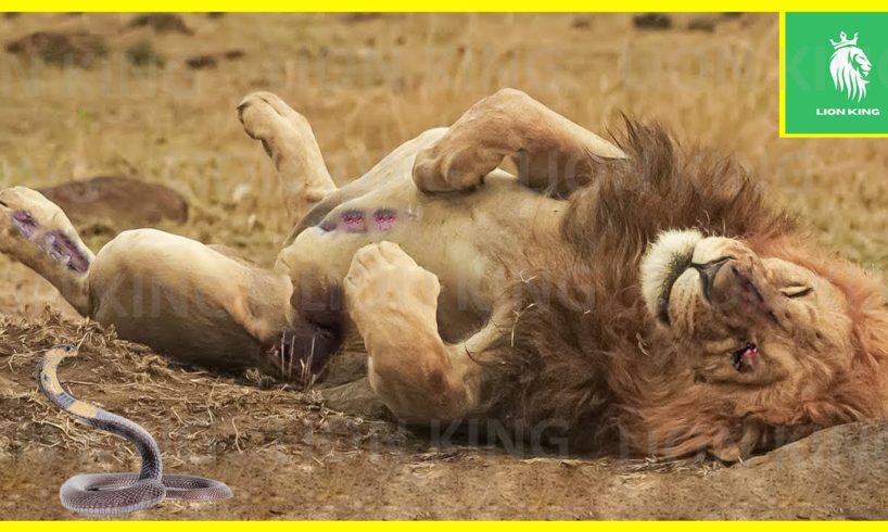 35 Incredible Moments Injured Lion Tries To Survive, What Happened Next? | Animal World