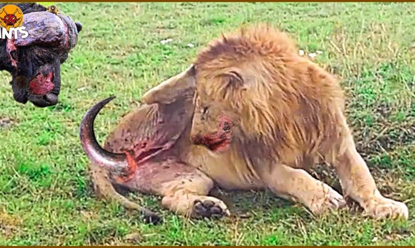 35 Incredible Moments The Lion Failed While Hunting & The King's Last Painful Moments | Animal Fight