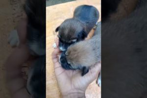 4.👀New born cute puppies.😊❤️#cute#puppy#love#song#shorts❤️