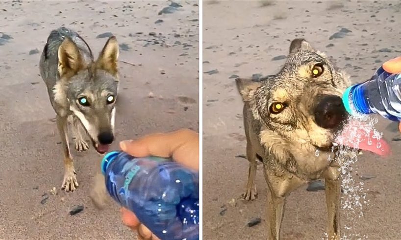 55 Animals That Asked People for Help & Kindness !