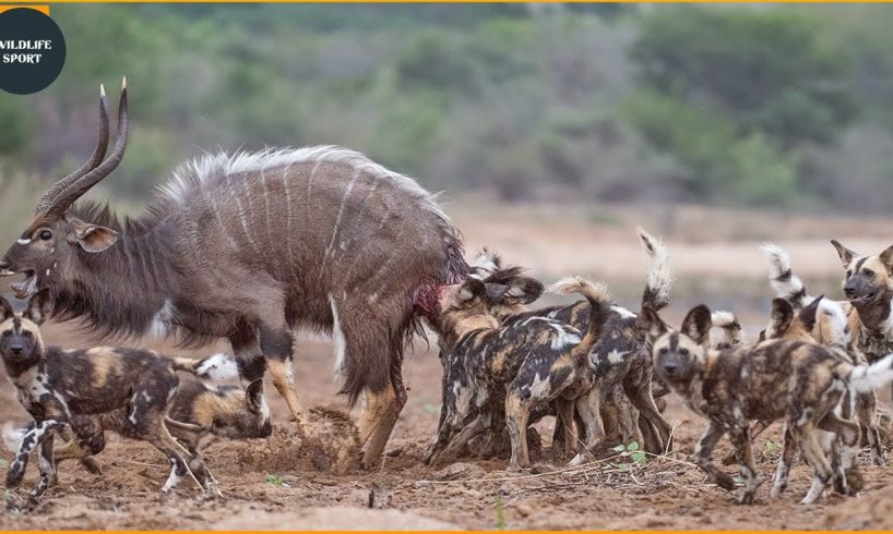 7 Brutal Moments When Wild Dogs Hunt Animals | Animal Fight