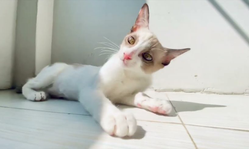 A cute white cat is playing with its owner - #cat #cats #animals #kitten