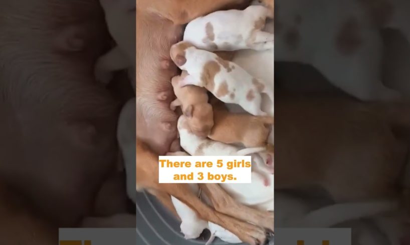 Abandoned Dog Gives Birth to 8 Adorable Puppies and There are 5 Girls and 3 Boys