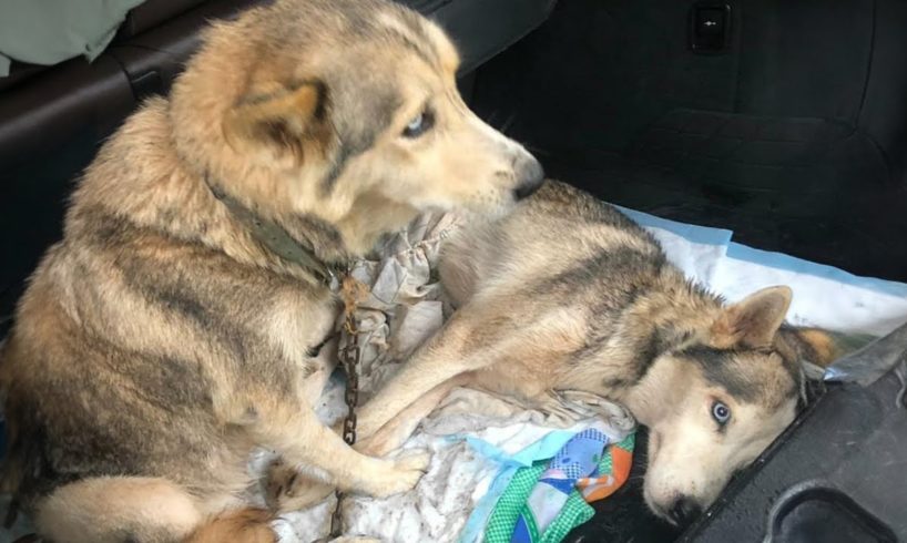 Although chained, the pregnant dog begged to save her partner, the owner neglects them