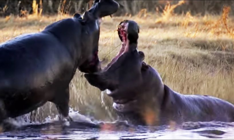 Angry Hippos Fight for Mate | Nature's Great Events | BBC Earth