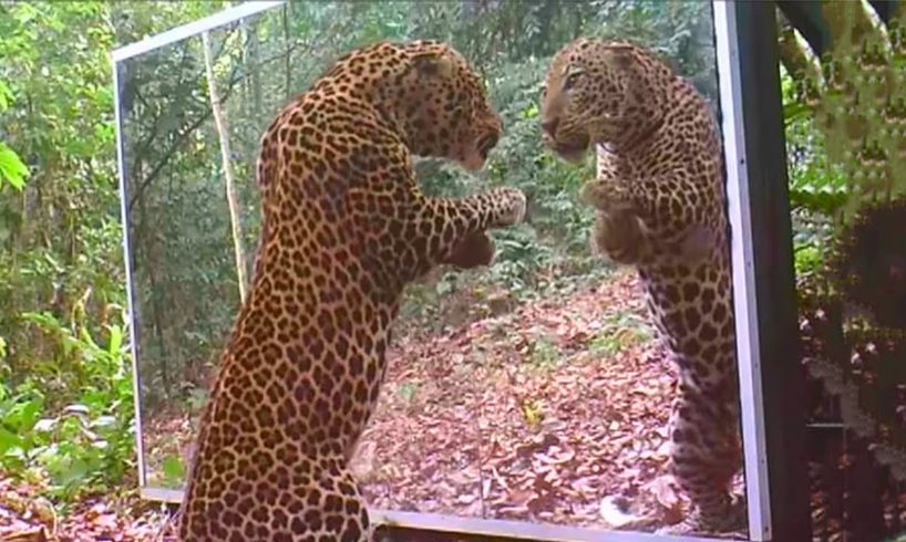 Animals Seeing Themselves For The First Time!