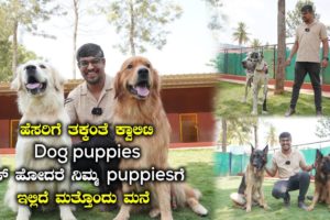 Best Puppies Dealer In Bangalore At Best Price 'The Quality Pets Bangalore' | Kannada Vlogs