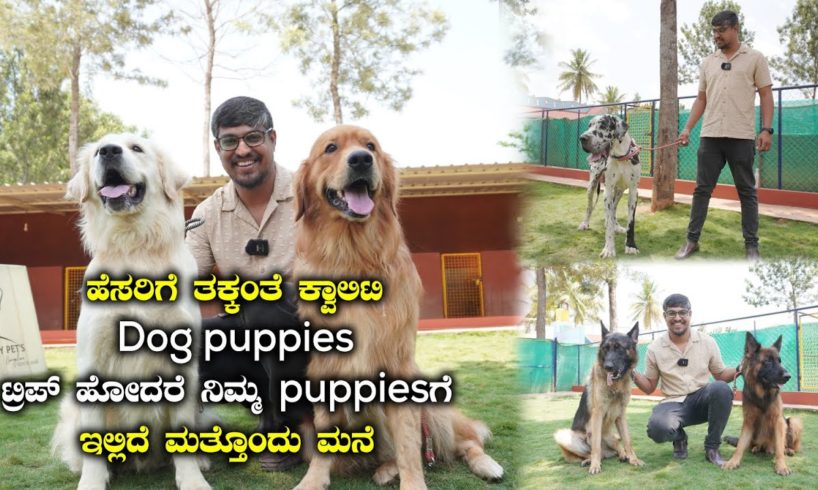 Best Puppies Dealer In Bangalore At Best Price 'The Quality Pets Bangalore' | Kannada Vlogs