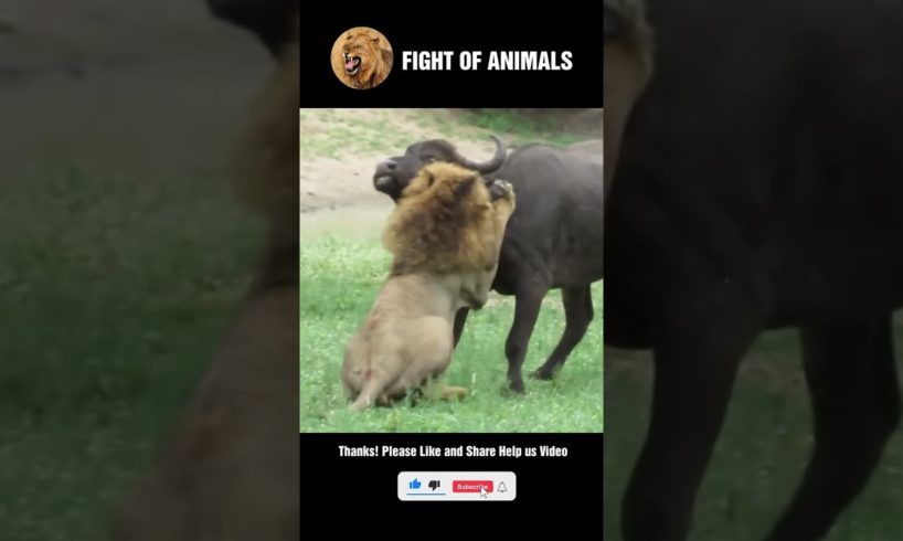 Big Strong Wild Buffalo Great Fighting Lion | Animals Fight