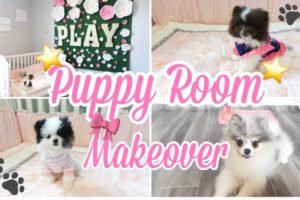 CUTE PUPPY ROOM / PUPPY ROOM MAKEOVER/ CUTE PUPPIES / POMERANIAN PUPPIES