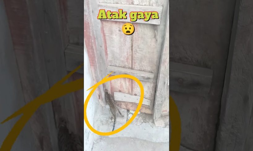 Cat stuck in door - Part 2 😿 | Animal rescue 🙏 - #shorts #minivlog #animalrescue #ytshorts