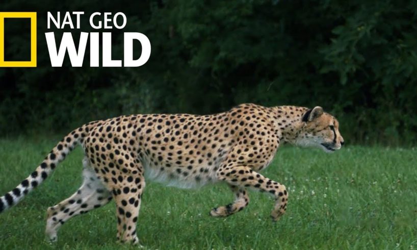 Cheetahs 101 | Nat Geo Wild