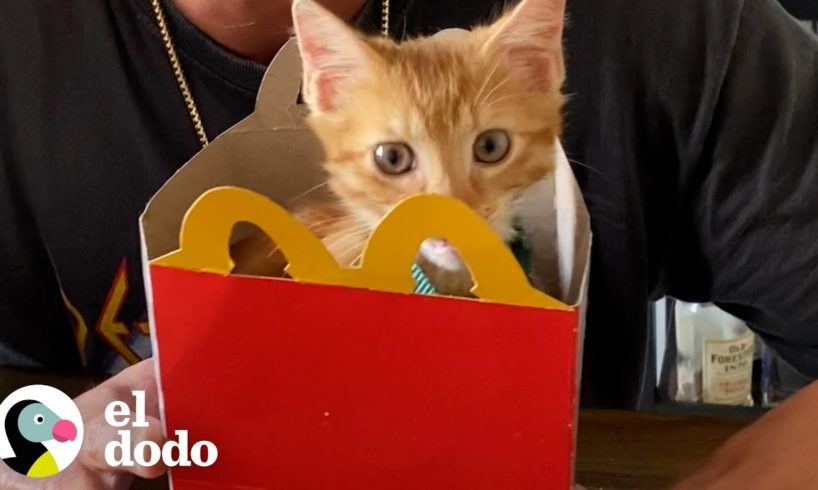 Chico encuentra un gatito en el estacionamiento de McDonald's | El Dodo