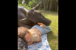 Cow playing with a girl #animals #animal #shorts