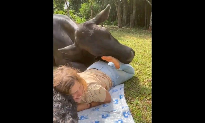 Cow playing with a girl #animals #animal #shorts