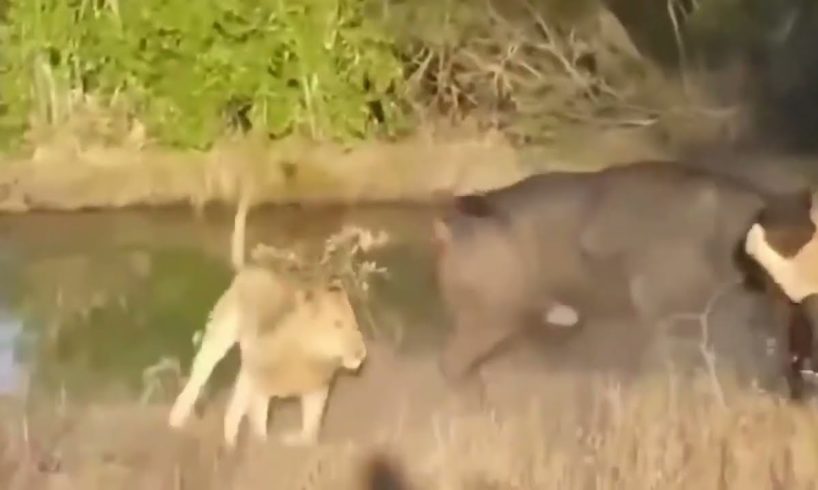 Craziest Wild Animal Fights Against Lions