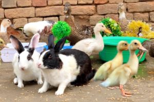 Cute And Adorable animals Playing Ducklings,Rabbits,Duck,Funny animals Video