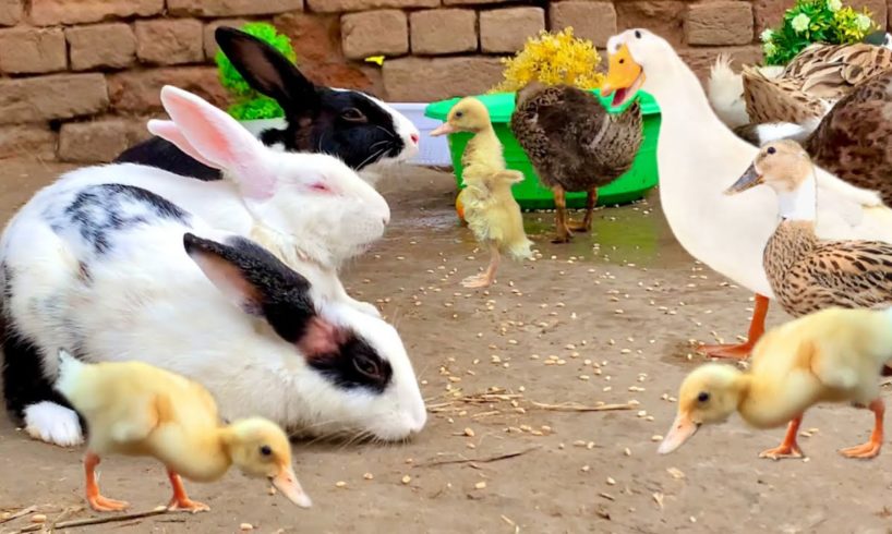 Cute And Adorable animals Playing,Cute Ducklings,Bunnies,Ducks,Cute animals Video