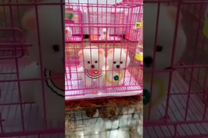 Cute Pomeranian dog Market | Pomeranian dog price | Cute puppies | #trending #dogs  #viral #shorts