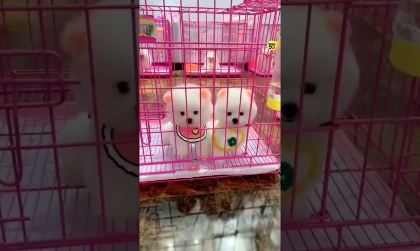 Cute Pomeranian dog Market | Pomeranian dog price | Cute puppies | #trending #dogs  #viral #shorts