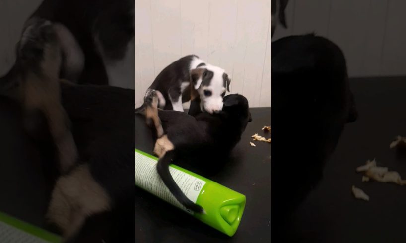 Cute Puppies Playing #shorts #rescuepuppy #puppies #cutepuppyvideos #puppyplaying #short