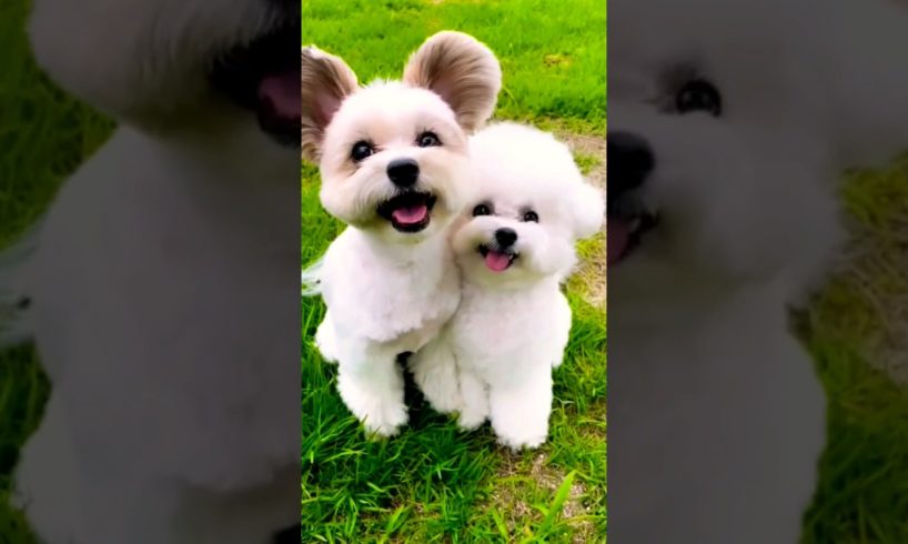 Cute Puppies ☺️       #shorts #tiktok #viral