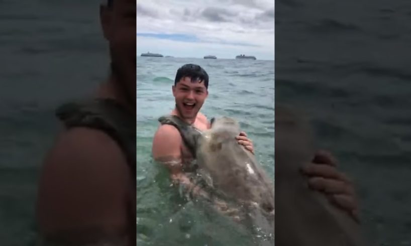 Cute Seal gives hugs while Sea Lion attacks human #animals