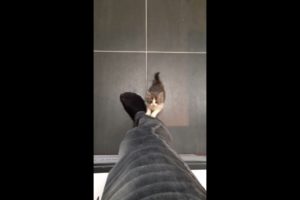 Cute kitten climbing up pant leg