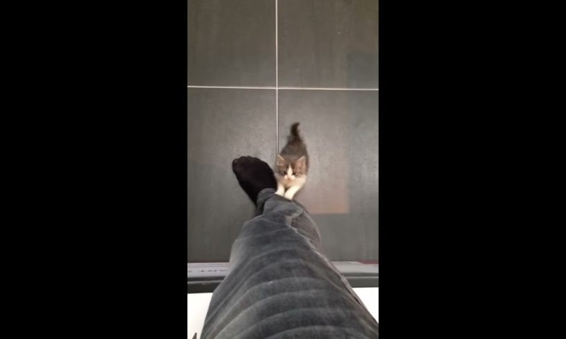 Cute kitten climbing up pant leg