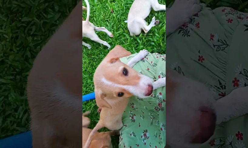 Cute puppies 🐕  පුංචි ඳගයෝ ටික 🐕 #shorts #cute #puppies #cuteanimals #srilanka @babybella4879