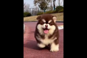 Cutest puppy playing. #shorts #puppy #dog