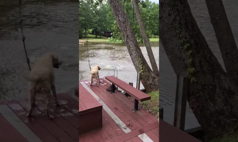 Dogs (Buster & Jazz) panic when owner swings out and falls into lake, then swim out to rescue him.