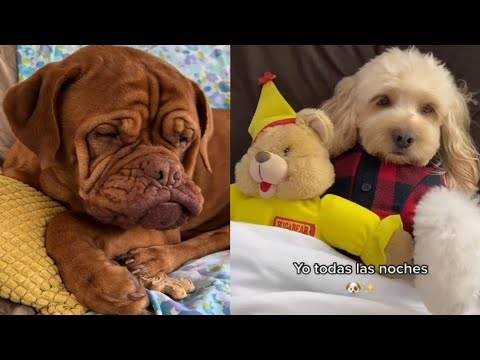 Dogs Doing Funny Things Tiktok | Cutest Puppies