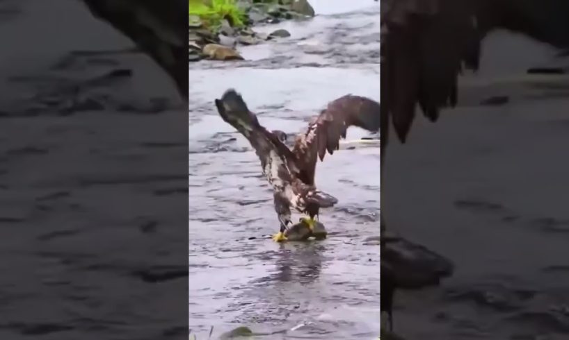 Eagle hunting 😳😳 #animals #nature #amazing #hunting #eagle