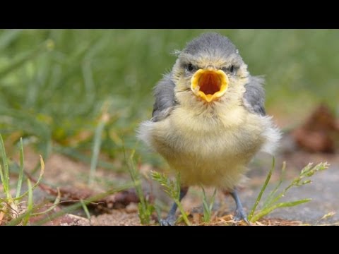 Funny Screaming Animals