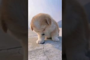 Funny and cute puppies . A beautiful moment #2508 - #shorts