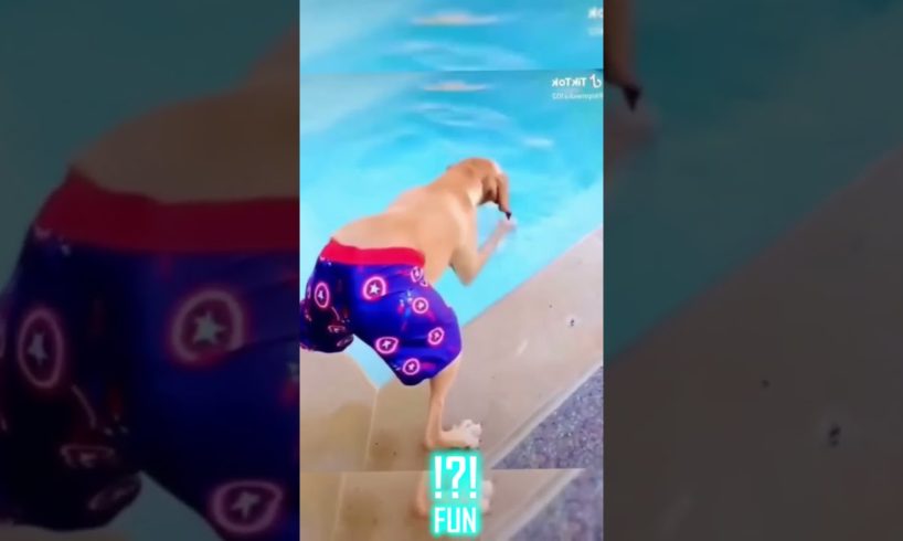 Funny dogs in hilarious videos that make you laugh -  FUN part 13 #shorts #funny #dog #memes