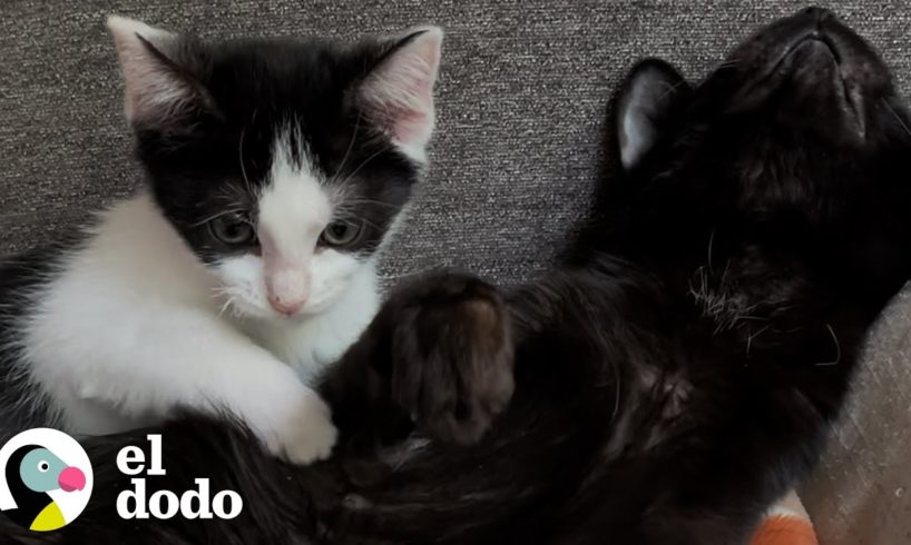 Gato tambaleante adopta un gatito pequeño y tambaleante | El Dodo